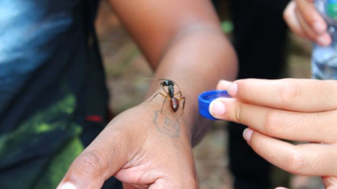 Mirad el tamaño de una hormiga en Borneo